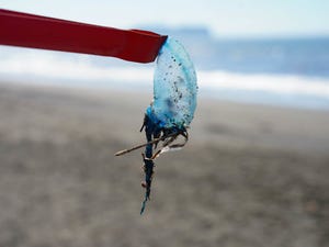 【触らないで!】海辺の青いプラスチック片、死に至る猛毒クラゲかも? - カツオノエボシの注意喚起が話題に