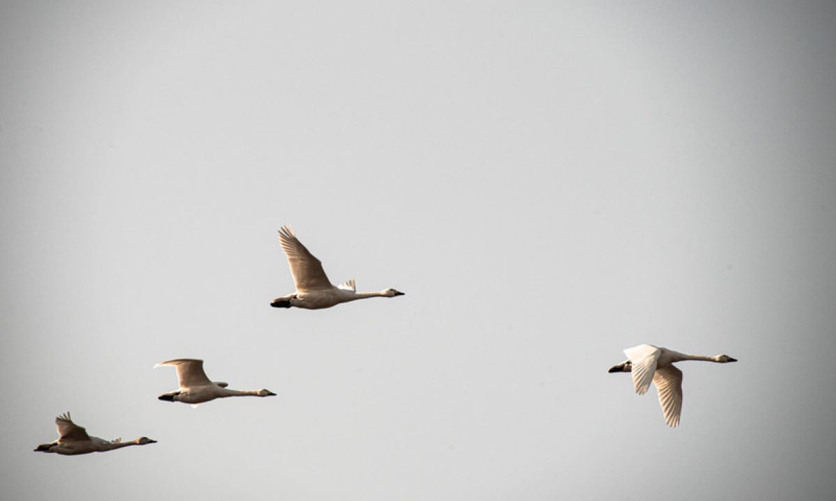 鳥が戻ってくるようにすべての物事は自分に返ってくるでしょう