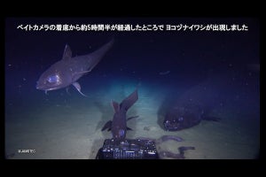 全長2.5メートル！ 世界最大の深海魚「ヨコヅナイワシ」撮影成功に注目が集まる