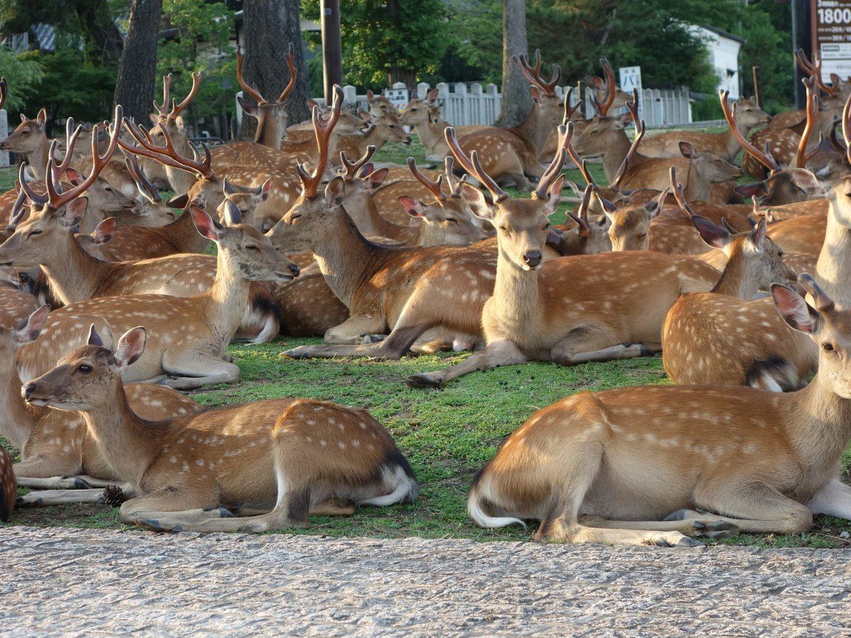 鹿フェス 鹿会議 奈良公園の一角に鹿が大集合 夏に見られる原因不明の現象とは マイナビニュース