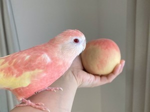 【瓜二つ⁉】桃をつっつく桃色インコ。夢のコラボに「すっごい桃でビックリ」「べっぴんさん」「衝撃を受けました‥!」と32万いいね集まる‼