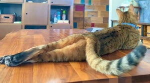 【セクシー!】美脚を見せつける猫の姿に「きゃあぁぁぁぁぁ」「美し可愛い!!」「菜々緒!」とTwitter民沸く!