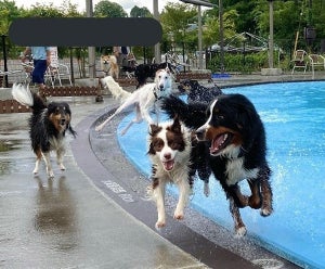 【躍動感】プールに集まった大型犬 - テンションMAXではしゃぐ姿に「最高!wwwwww」「ナイスショット」「パリピ感 溢れてます!」と話題