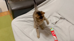 【ブチギレ】「私の知ってる猫の反応じゃなかった」子猫のちゅ～るデビュー動画が800万回再生越え! - 「いなばの社員さん茫然自失」「ちゅ～る拒否する猫いるのか」