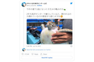 小笠原海洋センター公式Twitter「カメ磨き」の動画に、ネット「気持ちいいのかな」