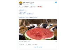 スイカを取り囲むモルモットの動画に、ネット「可愛すぎ」 - 長崎バイオパーク