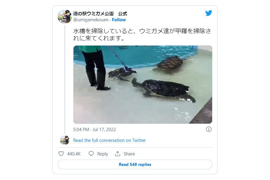 道の駅が投稿したウミガメ達の甲羅クリーニング動画が癒される マピオンニュース