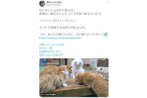 1粒のキャットフードを見つめる猫たちの動画に、ネット「仁義なき戦い…」