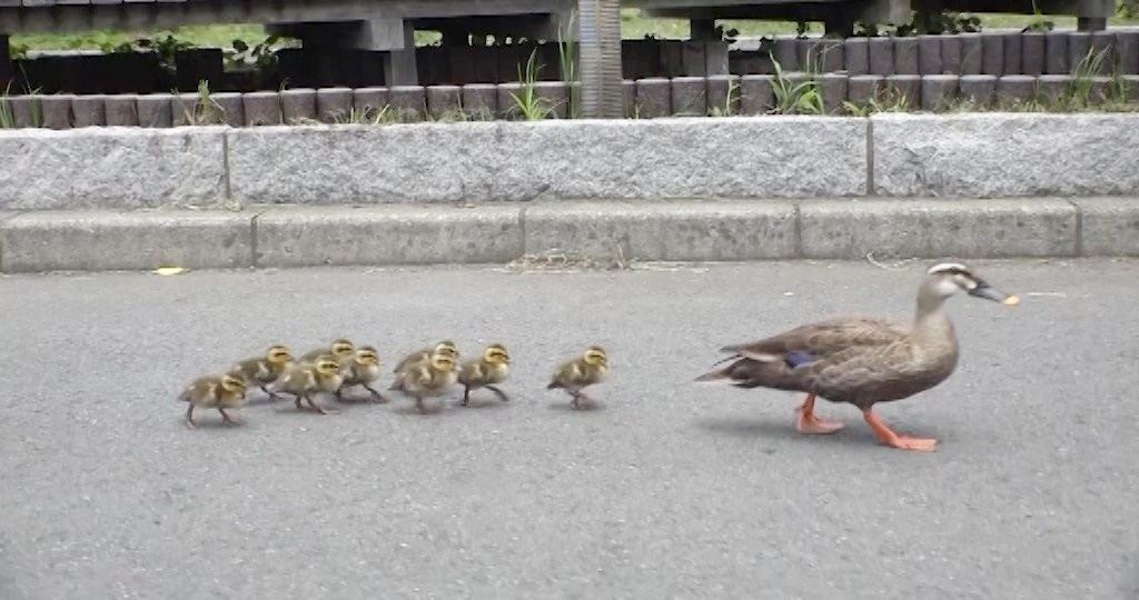 命の危険を伴うカルガモ親子の引っ越し 相葉雅紀ら息をのんで見守る マイナビニュース