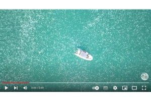 クラゲが大量発生した海の動画がすごい - イスラエル自然・公園局