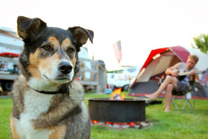 愛犬とのキャンプ、6割弱が回答した持って行って良かったものは?