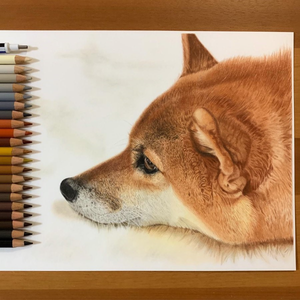 【生きてる?】超絶リアルな色鉛筆の柴犬がいまにも動き出しそう…! -「絵なんですよね?」「なでなでしたい」