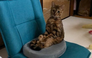 【猫背とは?】予想の斜め上をいく“座椅子に座る猫”に54.8万人が注目! -「背もたれの意味がないですねw」「私より姿勢が良い!」