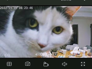 【じーっ】見守りカメラを見守るドアップ猫ちゃんに6.9万件のいいね - 「これは…ニャルソック! 」「番猫すぎる」