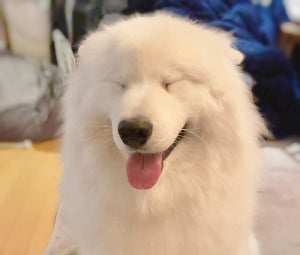 【天使の笑顔】純白モフモフの大型犬の“でへへへへー”が癒し度MAX! ―「輝く白さ、輝く笑顔」「モフ神さま」