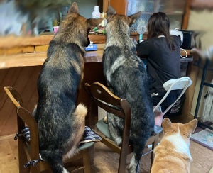 【ちょこん】並んで椅子に座る3匹の犬が微笑ましすぎる! – 「居酒屋で飲んでるのかと思たwww」「後ろ姿がなんともいえん」