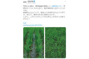 こりゃ、すごイネ！ 農林水産省の公式Twitterが推す「開張型イネ」にネットが注目