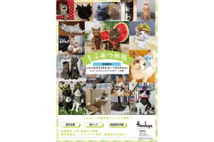 猫写真や猫作品約800点が大集結の「もふあつめ展」が高槻阪急で開催中
