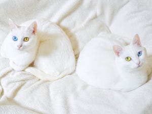 【神の使い】2匹並んだ“オッドアイ”の白猫が神秘的!! 「惚れ惚れ」「奇跡…」「神秘猫」とツイッターを魅了