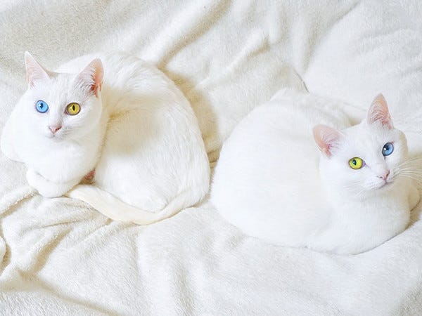神の使い】2匹並んだ“オッドアイ”の白猫が神秘的!! 「惚れ惚れ」「奇跡 