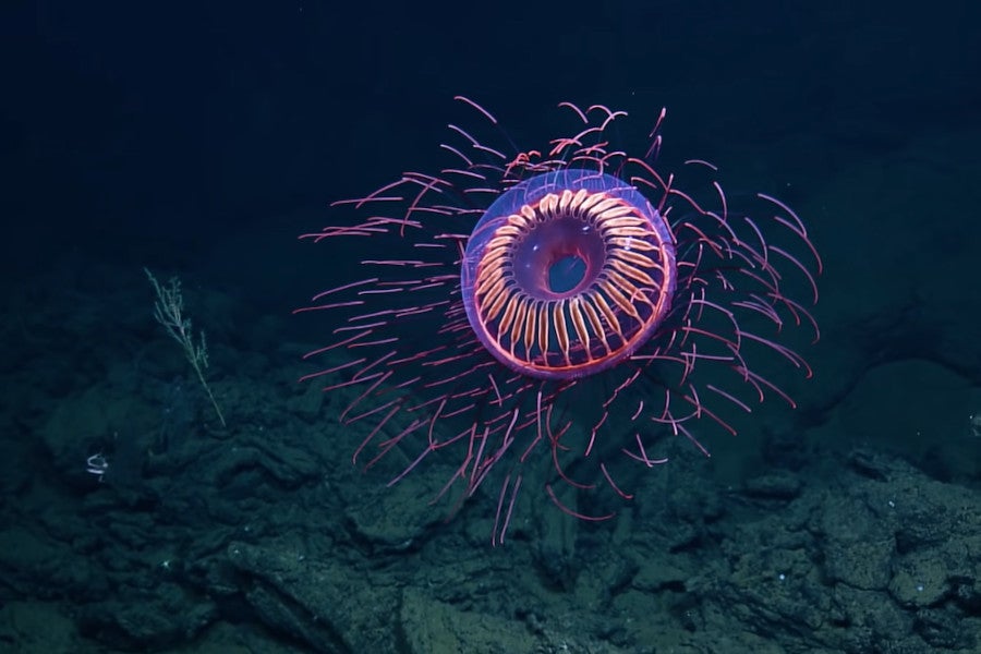 深海で発見されたクラゲがどう見てもエヴァの 使徒 で ネット パターン青 マイナビニュース