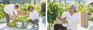 丸の内で地産地消! 屋上IoT農園で育った小松菜を収穫して味わうイベント「Farm to Table」開催