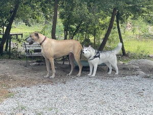 【僕だって大きいんだから】大型犬になりきるシベリアンハスキーが可愛いすぎる - 「ハスキーが柴犬にみえる」「でかああー!!!」と、サイズ感の違いにも驚きの声