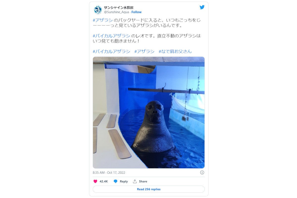 宇宙人 サンシャイン水族館のアザラシ写真ツイートに ネット 海のおばけオーリーだ マイナビニュース