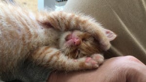 【永遠に見れる】子猫のかわいすぎる寝落ち動画に8万いいね - 「もうたまんねぇっす」「あざと可愛い」と 癒される人続出!