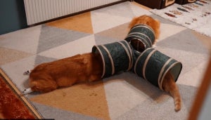 【密談? 儀式?】コーギー2匹+猫1匹。キャットトンネルを3つ用意して、起きた現象に「なぜそーなる?!笑」「これは笑うしかないwww」と爆笑の嵐