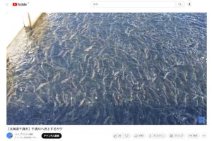 北海道・千歳川の「サケの遡上」が、今年はとんでもない数らしい - ネット「鮭すっっっっごい来てた」