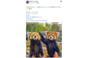 「なんでやねん！」と聞こえてきそうなレッサーパンダの写真が話題、ネット「最高コンビ」