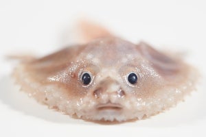 オーストラリアで奇妙な深海生物が発見され、ネット「こんなオッチャンおるよな」「めっちゃ目合う」