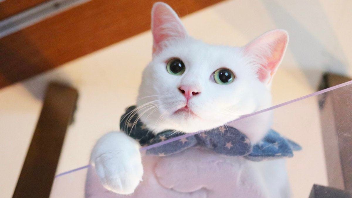 猫の白水牛 ブローチ 笑顔のねこちゃんがかわいい （のし等ギフト対応