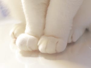 【ホンモノです】白猫のふわふわで美しい“お手手”がネットで大好評!! 「元気出た」「 踏まれたい」「2022 猫の手オブザイヤー」と癒される人続出