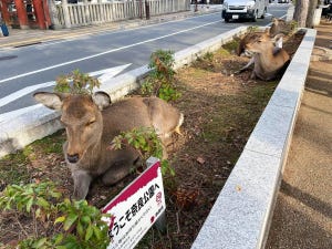 【鹿生えてて草】「奈良くらいになると…」奈良公園の花壇に植わっているのは…? とある写真に驚きの声多数 - 「奈良、パネえぇ! 」「奈良の野性味すごいな…」