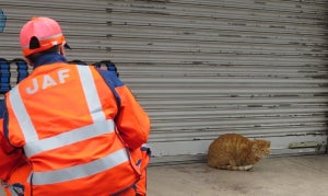 「猫がクルマに入り込むトラブル」6月に急増 – JAFが注意喚起