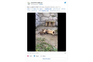 「思ってた丸太の使い方と違う」ヤブイヌの動画、ネット「さけるチーズ扱い？」 - 平川動物園