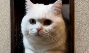 【たぶん本物】白猫の「もふついためいが」がまるでトリックアート!?-「可愛すぎて困る」「モフ・リザ」