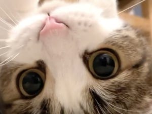 【悶絶】カメラに“超どアップ”で映る猫ちゃんに「可愛すぎて昇天」「マジで反則」「かわいすぎて苦しい」と悶える声続々!!