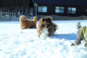 愛犬と絶景スノーシューツアーで冬の北軽井沢を楽しむプラン登場 – あさま空山望