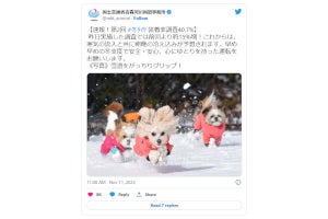 国交省「冬タイヤ装着」呼びかけツイートが「かわいい犬(冬仕様)」で大人気に