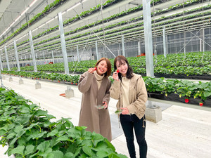 【いちご狩り】茨城県常総市に日本最大級の空中いちご園が登場! カフェも併設