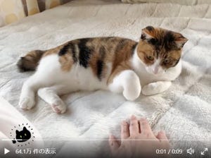 【ソッ…】優しさあふれる子猫の「スーパーソフトタッチ」に癒される-「愛しすぎる」「人類みなこれくらい優しくなりたい…」