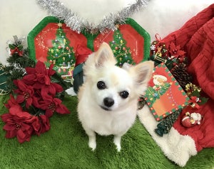 愛犬とのクリスマス、過ごし方を聞いてみた!  プレゼントをあげる人は約7割 、予算は?