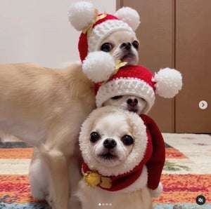 【わんこもクリスマス仕様】3匹のチワワが重なり合った瞬間、思わず笑っちゃう出来事が!