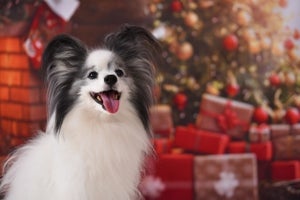 「クリスマス生まれの犬の名前ランキング」24日はイヴ - 25日は?
