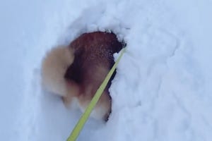 【犬ドーザー】雪にはしゃぎまくっている柴犬が可愛すぎる…! 「砂糖まぶした揚げパン」「美味しそうな鈴カステラ」の声