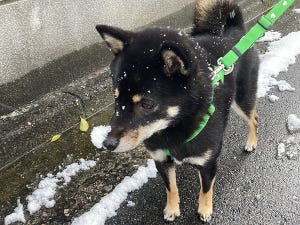 【三度見】雪の塊が鼻に乗っていることに気づかず散歩する柴犬。その可愛さに「思った以上にデカい」「極大のかわいい」「がぁわぁいぃぃ」の声