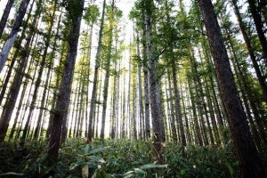 三井不動産、北海道のグループ保有林でフォレストック認定を取得-年間21,315トンの二酸化炭素吸収に寄与